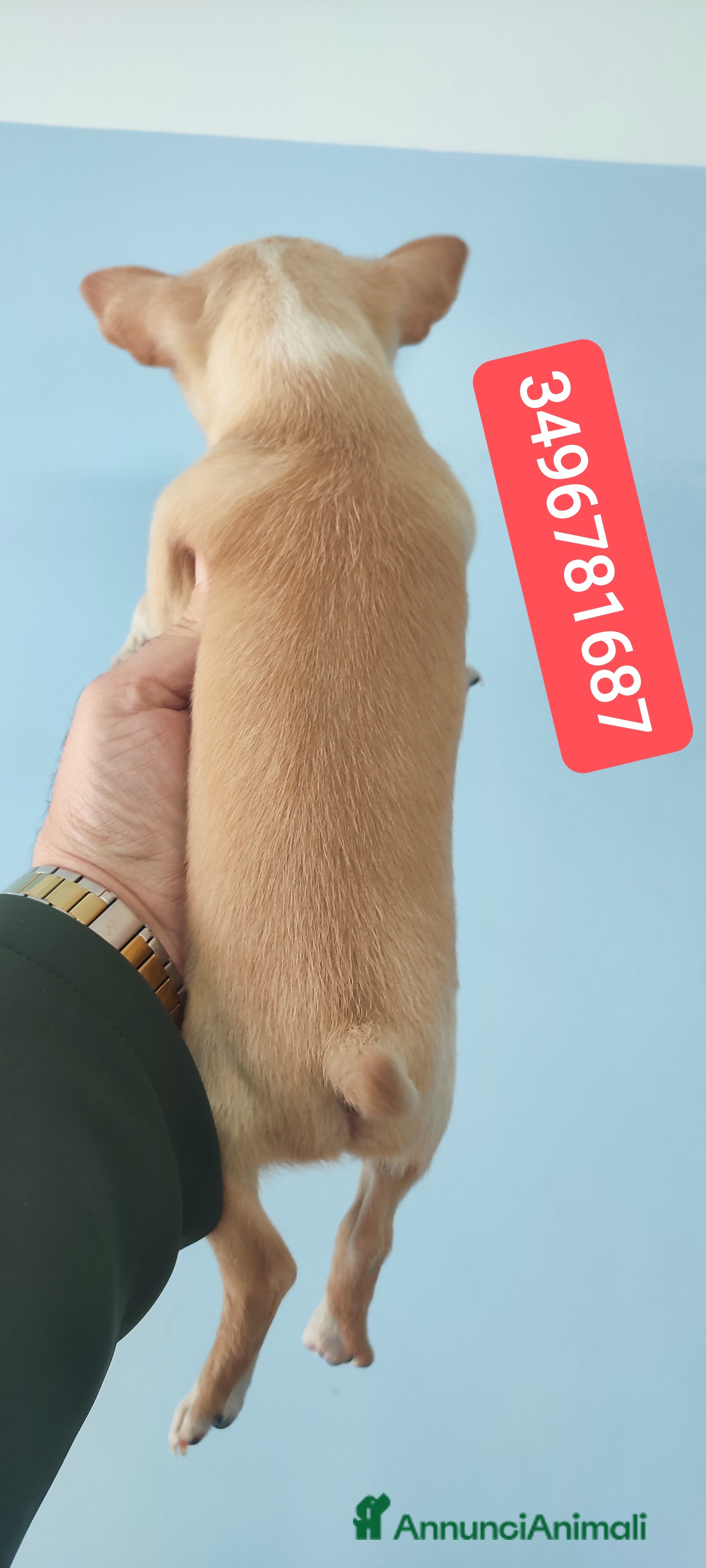 Chihuahua cani CHIHUAHUA stupendo coccolino - Annuncio 2