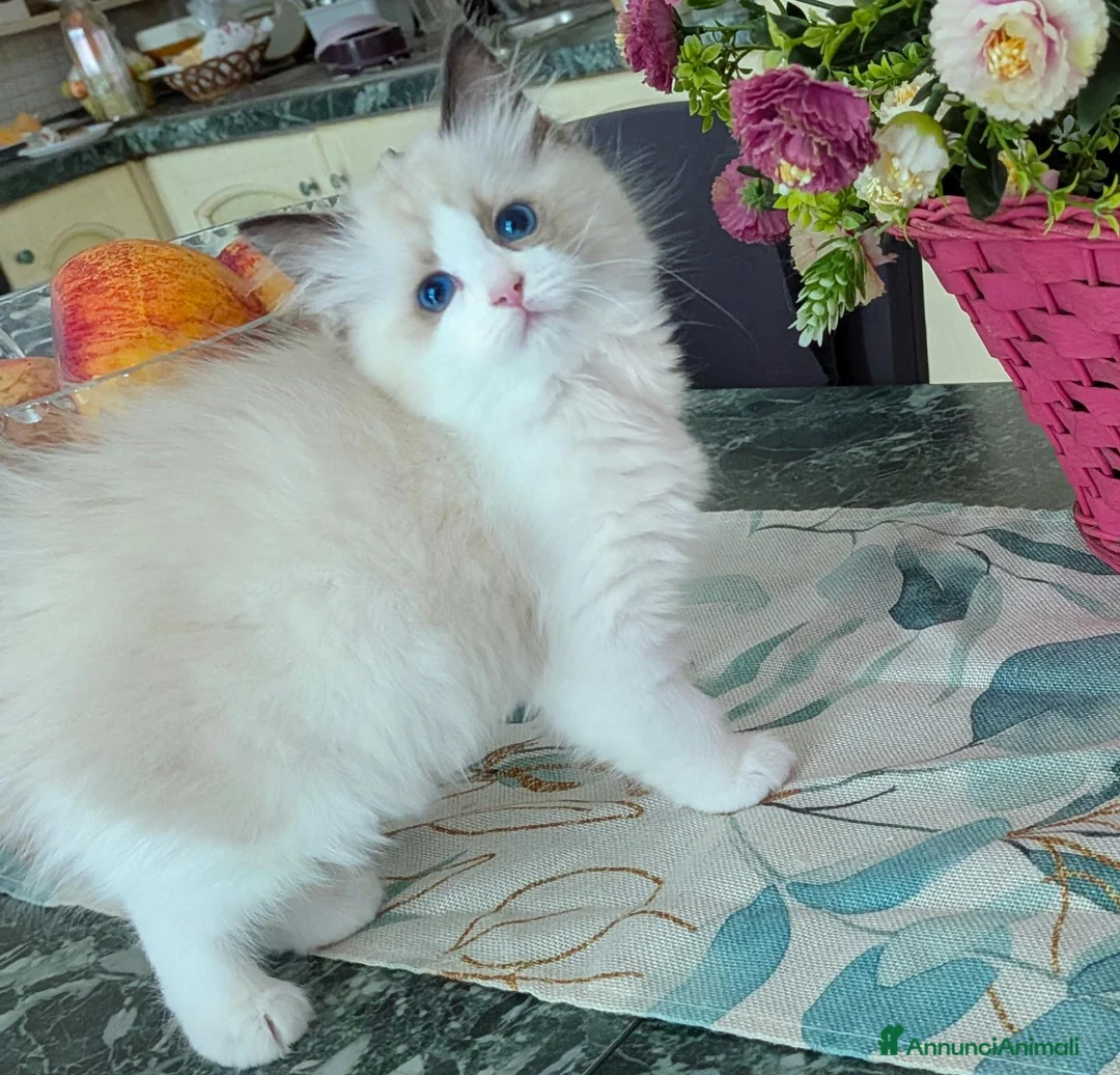 Ragdoll gatti in vendita: Cucciola ragdoll pedigree Afef  - Annuncio 2