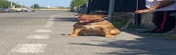 Pitbull cani in vendita: Dolcissimi cuccioli di Pitbull UKC con pedigree  - Annuncio 1