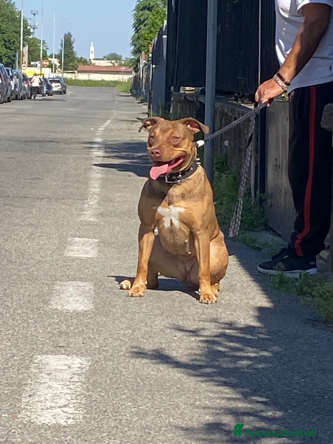 Pitbull cani in vendita: Dolcissimi cuccioli di Pitbull UKC con pedigree  - Annuncio 1