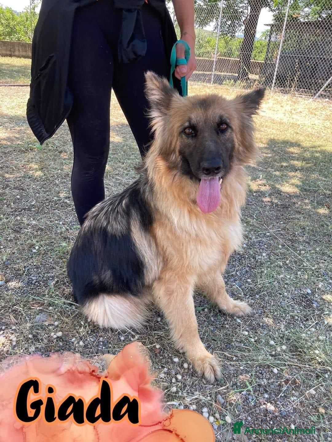 Altre razze cani in regalo: Giada Pastore 5anni pelo lungoBELLA,INVISIBILE.SUD a Città metropolitana di Milano - Immagine 2