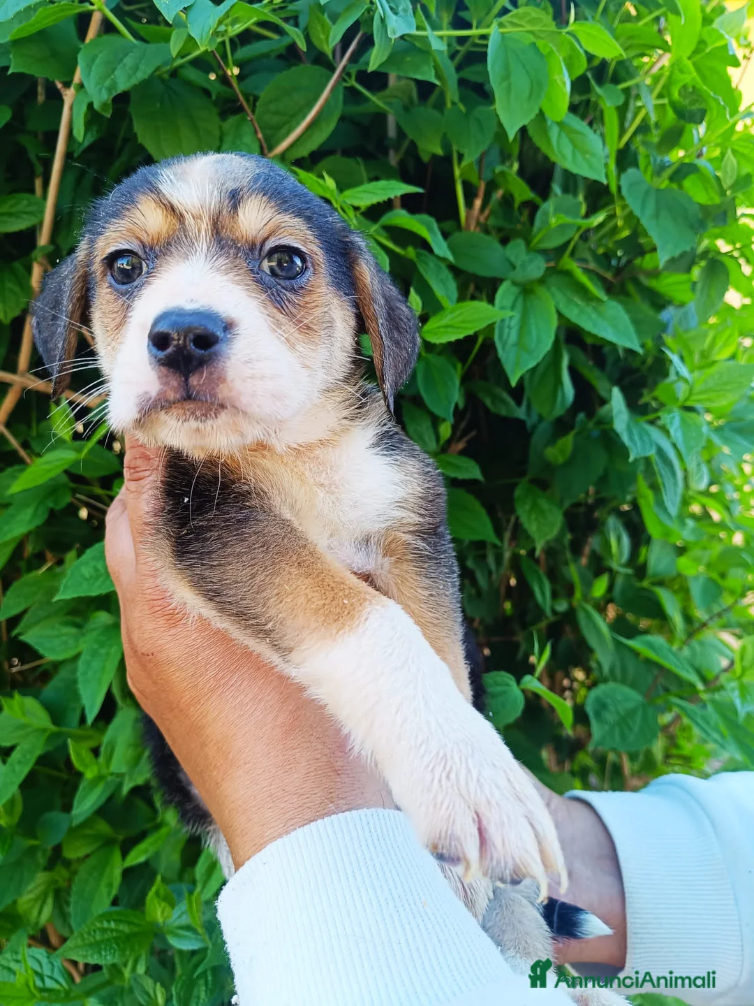 Meticcio cani in regalo: PANNA FRAPPE' MAX - Annuncio 2