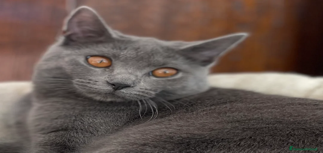 Immagine della galleria {{count}}