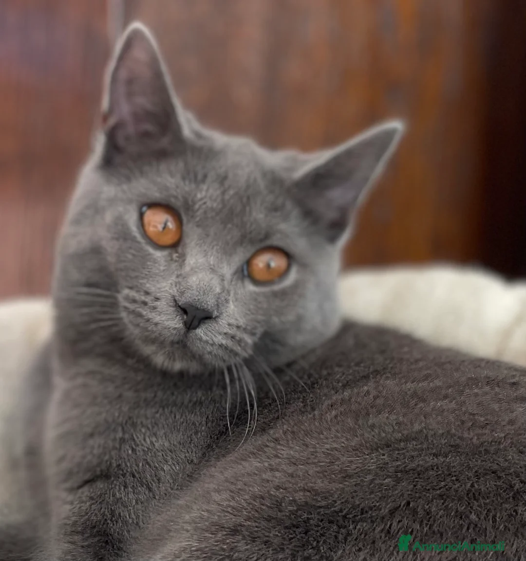 Immagine della galleria {{count}}