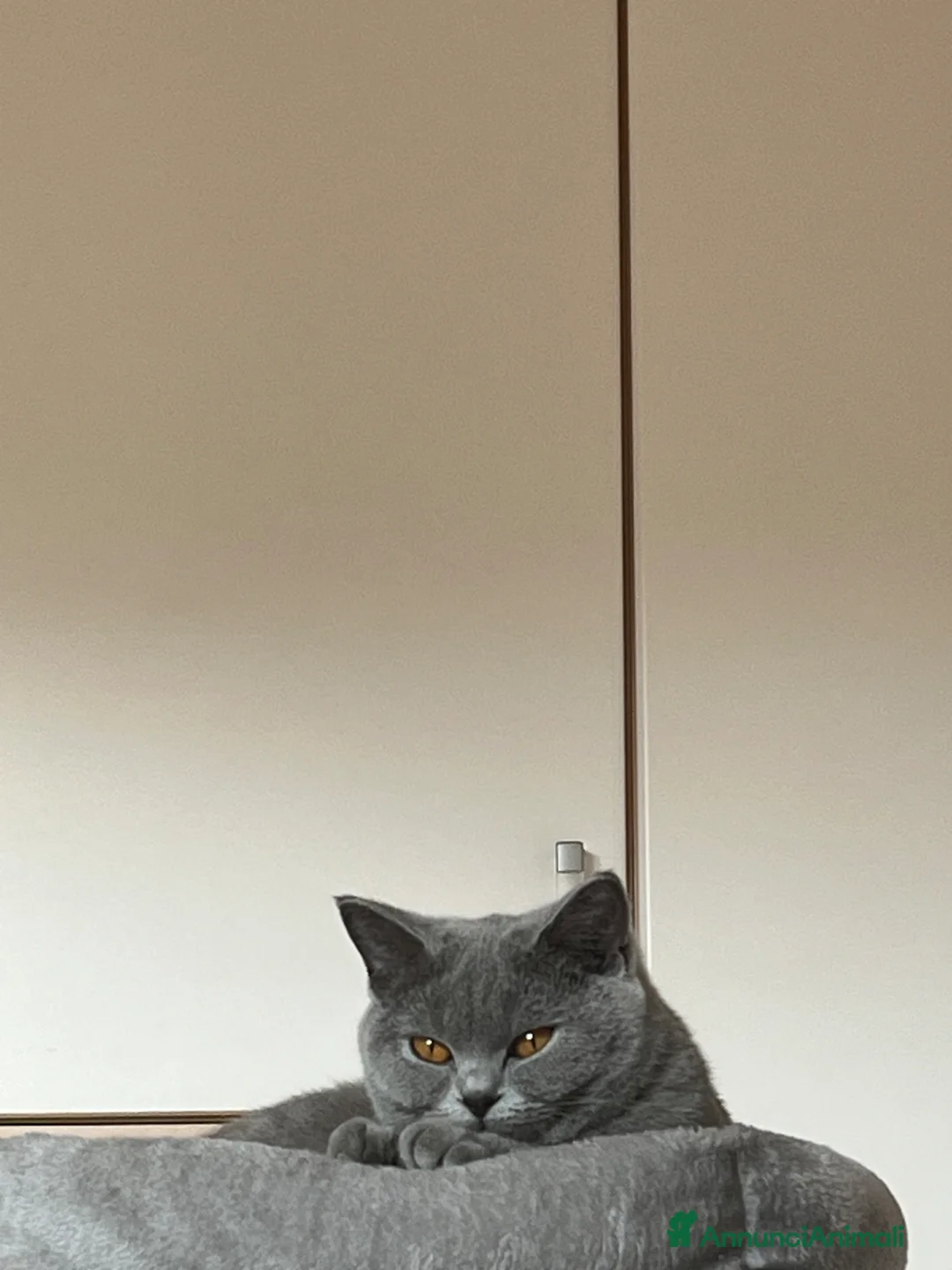 British gatti per accoppiamento: Cerco fidanzato per accoppiamento - Annuncio 3