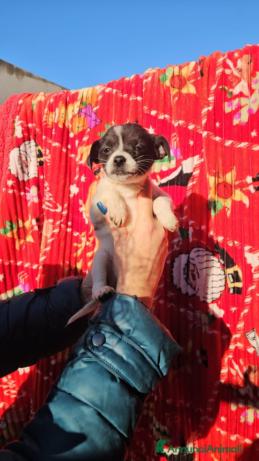 Meticcio cani Olivetta: 2 mesi taglia piccola  - Annuncio 2