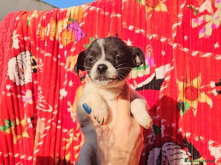 Meticcio cani Olivetta: 2 mesi taglia piccola - Annuncio 2