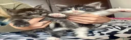 Maine Coon gatti in vendita: Cuccioli Maine Coon XXL con Pedigree ANFI - Annuncio 1