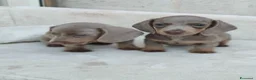 Bassotto cani in vendita: Bassotti cuccioli  - Annuncio 3