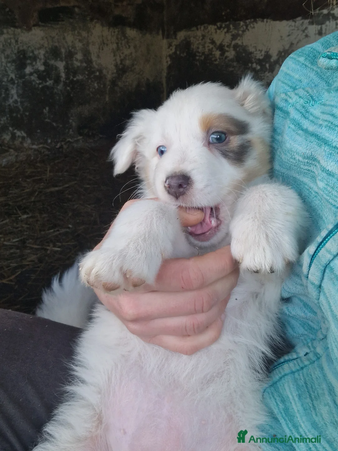 Australian Shepherd cani in vendita: Cuccioli pastore australiano  a Provincia della Spezia - Annuncio 7