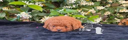 Barboncino Toy cani in vendita: Barboncino Toy – Cuccioli Selezionati - Annuncio 3