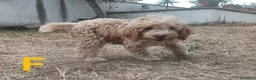 Lagotto cani in vendita: Cuccioli di Lagotto Romagnolo con Pedigree ROI - Annuncio 7