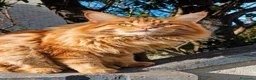 Maine Coon gatti in vendita: Splendidi cuccioli di maine coon, vari manti - Annuncio 8