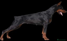 Dobermann cani in vendita: Dobermann  a Provincia di Pescara - Immagine 4