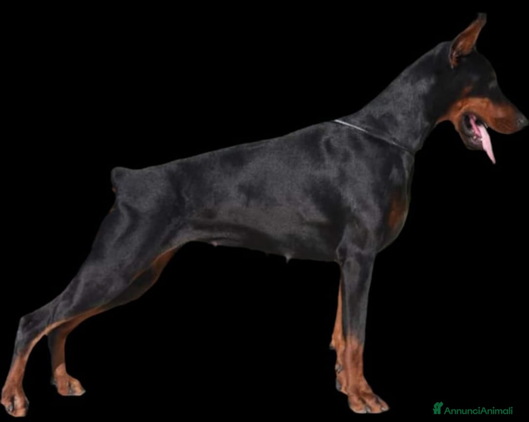 Dobermann cani in vendita: Dobermann  a Provincia di Pescara - Immagine 4
