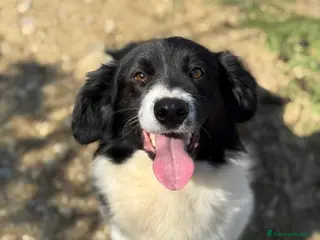 Meticcio cani PANDA, scricciolo TG PICCOLA affettuosissimo! - Annuncio 6