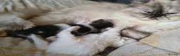 Persiano gatti in vendita: Vendita persiani - Annuncio 2