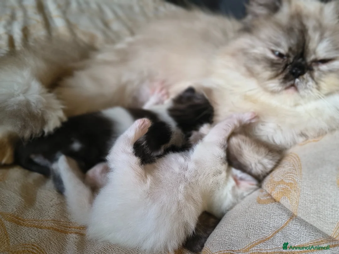 Persiano gatti in vendita: Vendita persiani - Annuncio 2