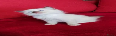Ragdoll 4