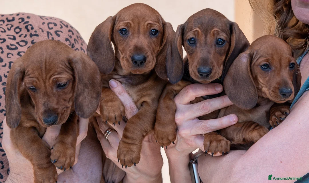 Bassotto cani in vendita: Cucciolo bassotto fulvo - Annuncio 2