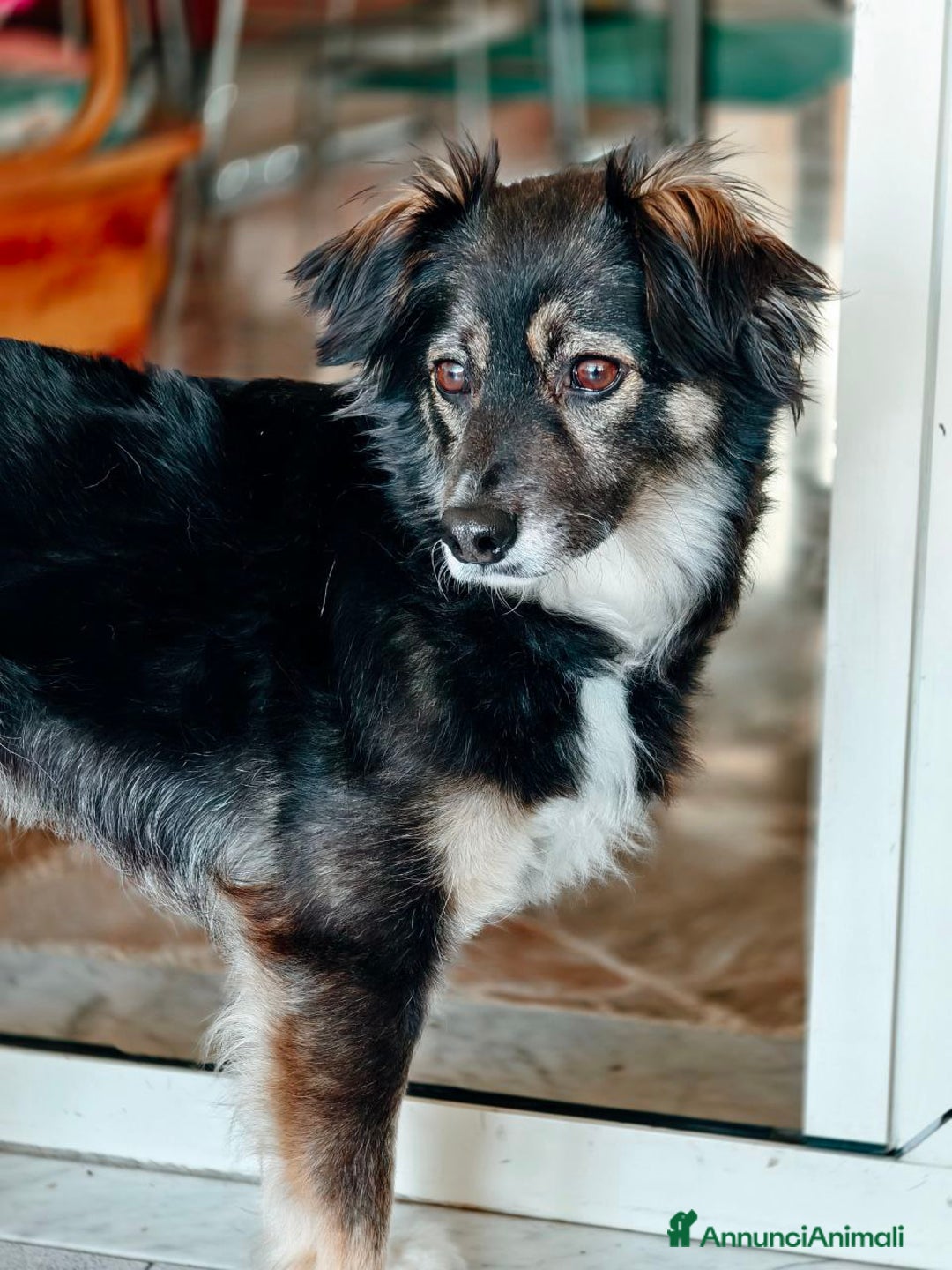 Meticcio cani in regalo: 💛 Dolce Mia cerca una nuova famiglia - Annuncio 1