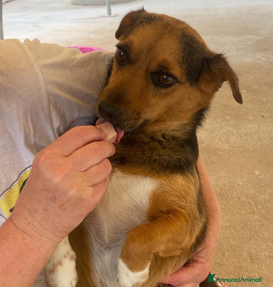 Meticcio cani in regalo: MEMOLE taglia piccola 4 anni cerca adozione a Provincia di Latina - Annuncio 4