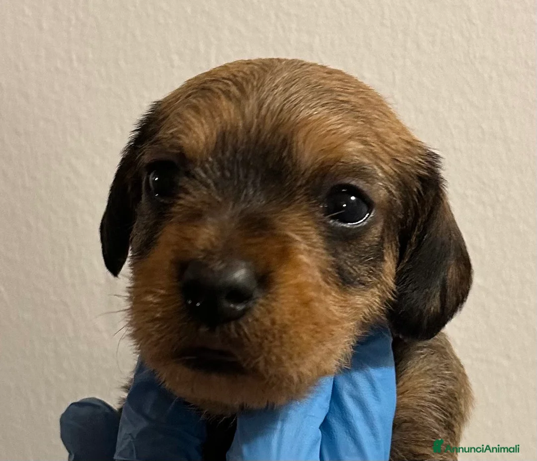 Bassotto cani in vendita: BASSOTTO PELO DURO CUCCIOLI - Annuncio 4