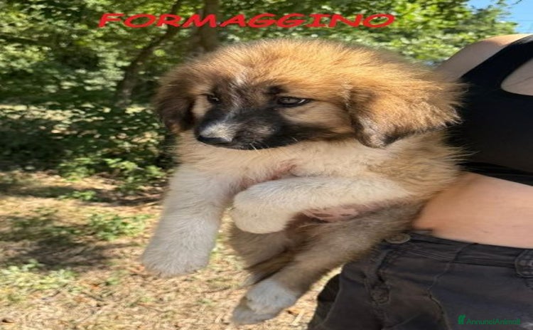 Meticcio cani a Città Metropolitana di Torino - Annuncio 18