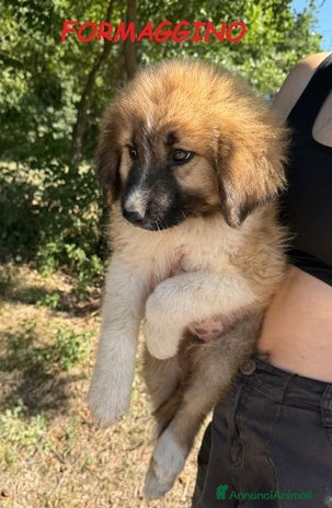 Meticcio cani a Città Metropolitana di Torino - Annuncio 12