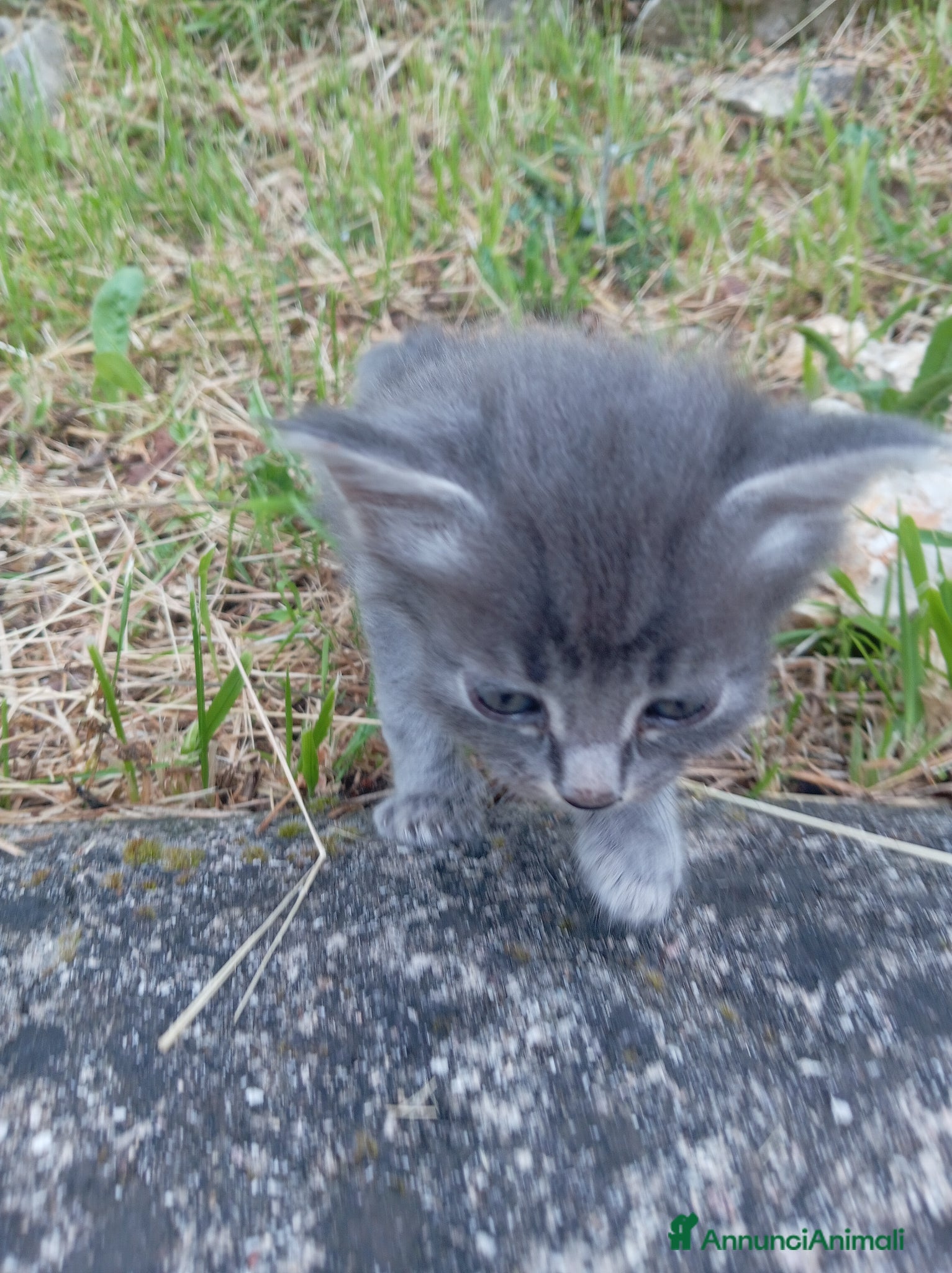 Meticcio gatti Gattina - Annuncio 11
