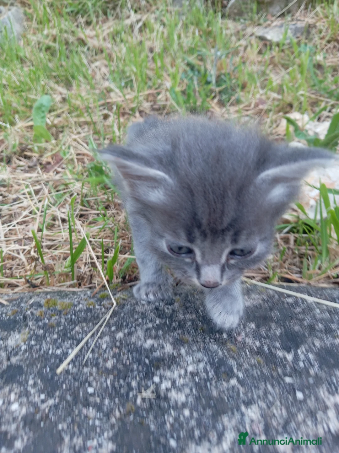 Meticcio gatti in regalo: Gattina - Annuncio 1