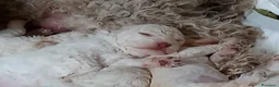 Lagotto cani in vendita: Luciano Scarchini a Provincia di Perugia - Annuncio 2