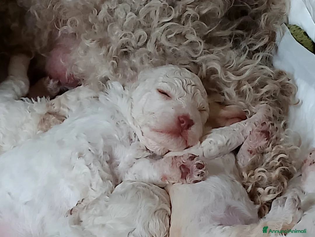 Lagotto cani in vendita: Luciano Scarchini a Provincia di Perugia - Annuncio 2