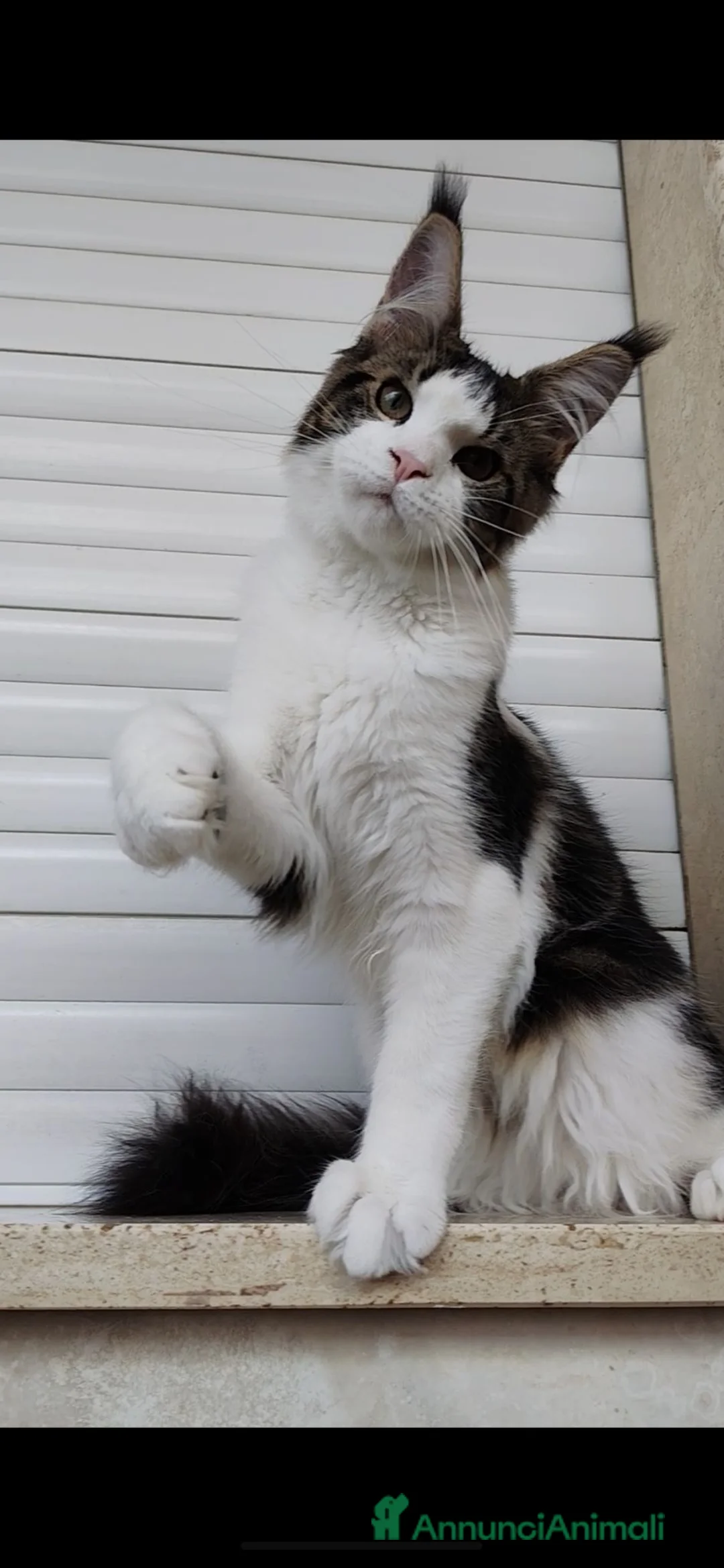 Maine Coon gatti in vendita: ULTIMO CUCCIOLO DISPONIBILE MAINE COON - Annuncio 2
