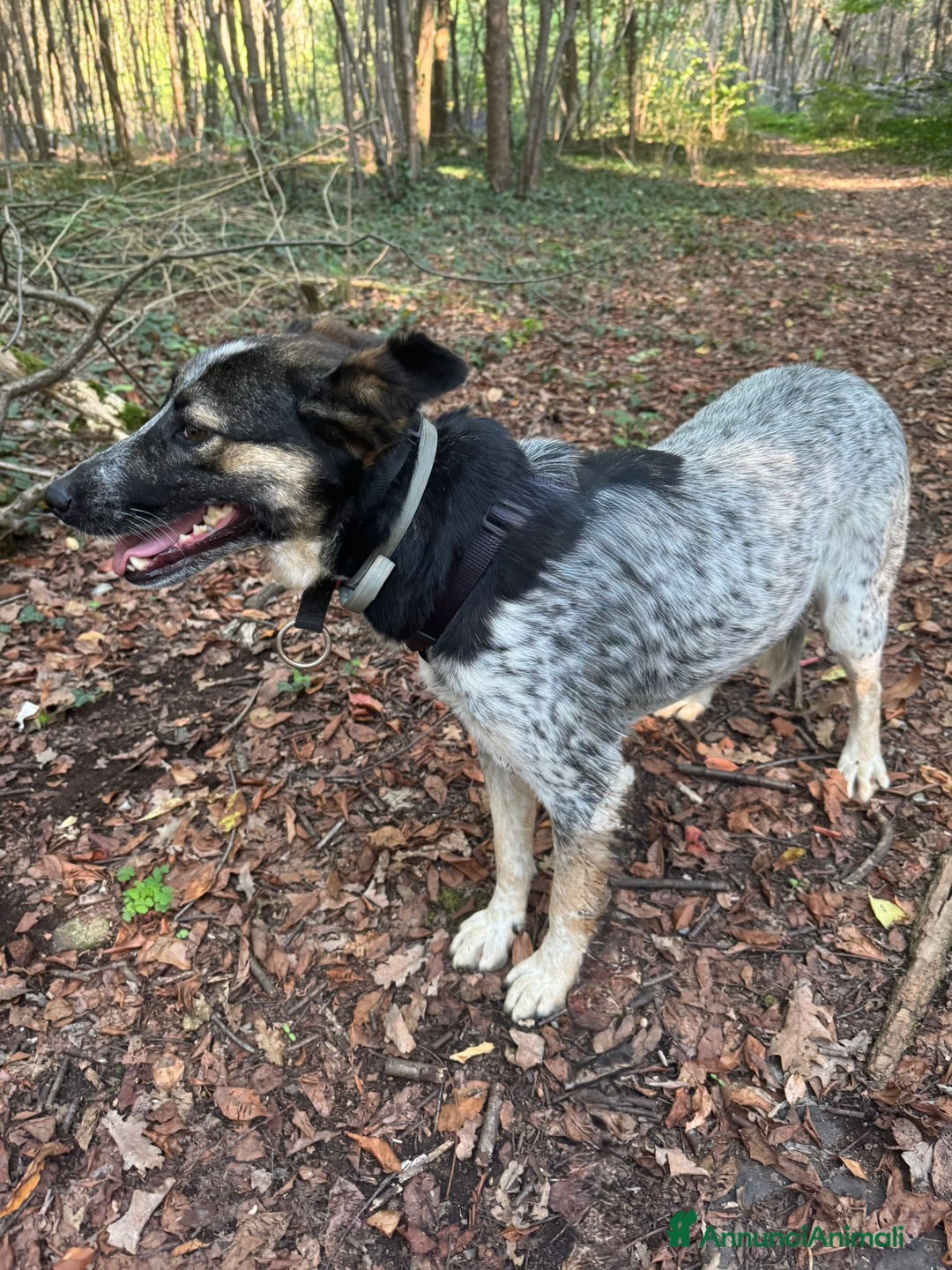 Meticcio cani in regalo: Splendida meticcia - DIVY a Città metropolitana di Milano - Annuncio 8