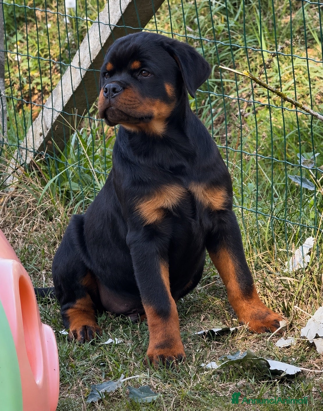 Rottweiler cani Cucciolo rottweiler - Annuncio 1