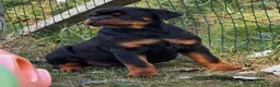 Rottweiler cani in vendita: Cucciolo rottweiler - Annuncio 1