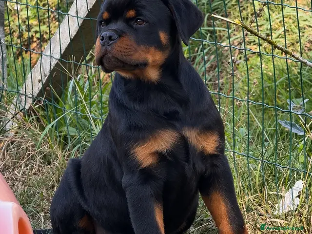 Rottweiler cani Cucciolo rottweiler - Annuncio 1