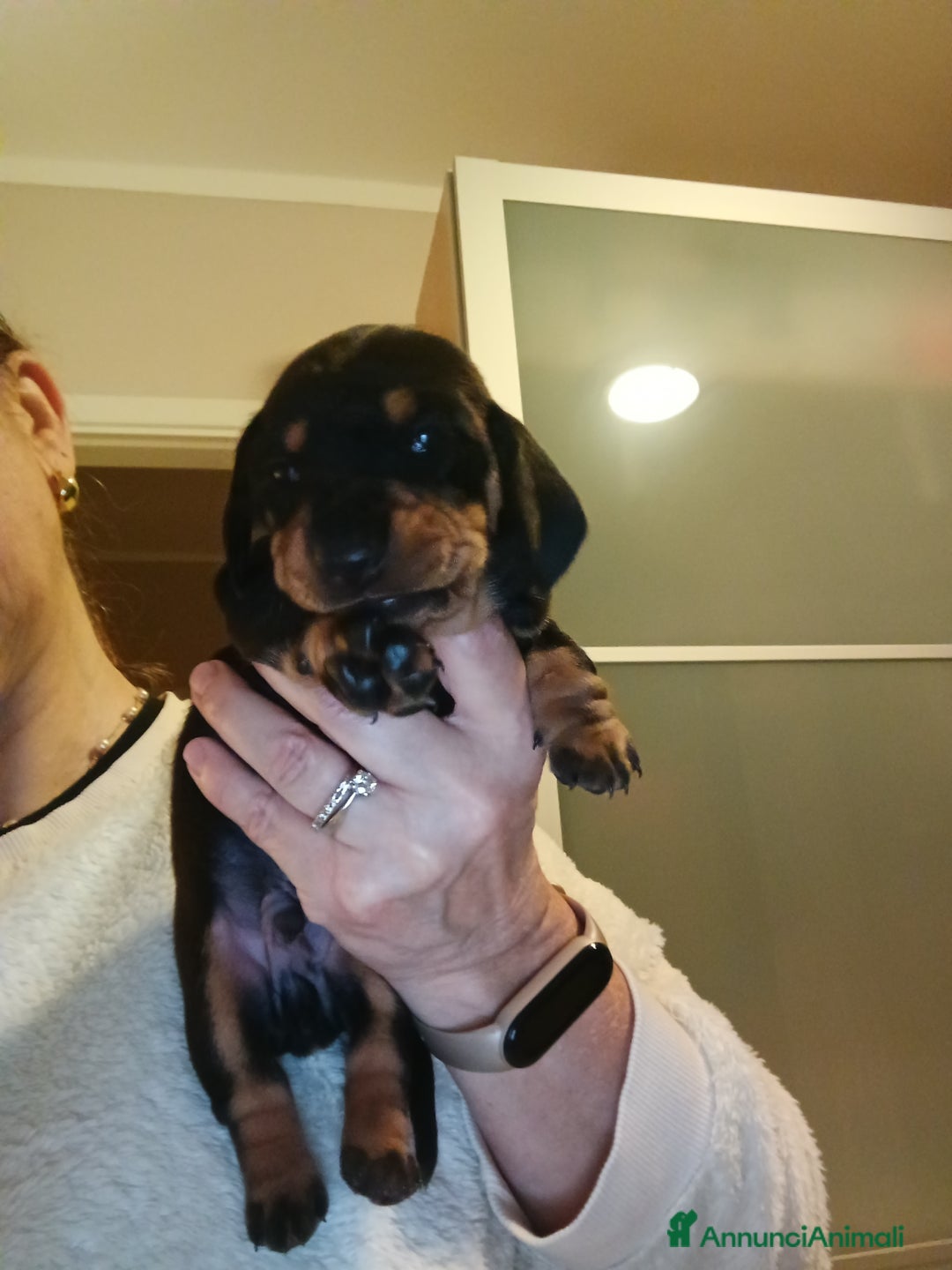 Bassotto cani in vendita: Bassotti Tedeschi Nani a Pelo Corto-Pedigree  - Annuncio 4