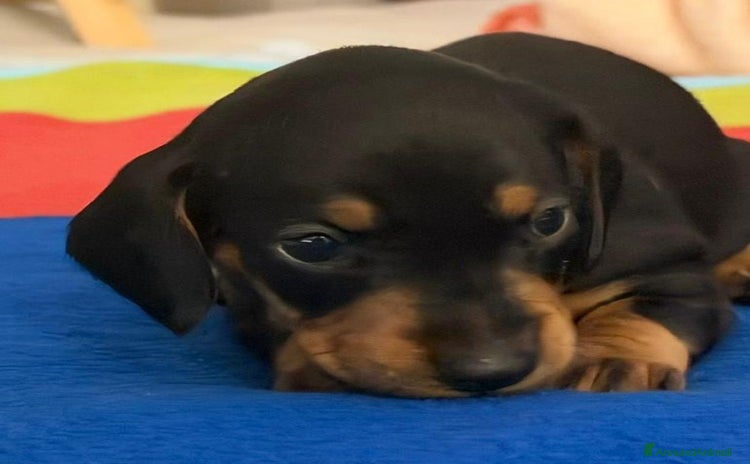 Bassotto cani - Annuncio 1