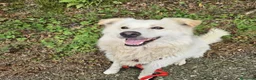 Meticcio cani in regalo: Fiore 2anni a catena,da 3in rifugioSOS GIARDINO.NO - Annuncio 3