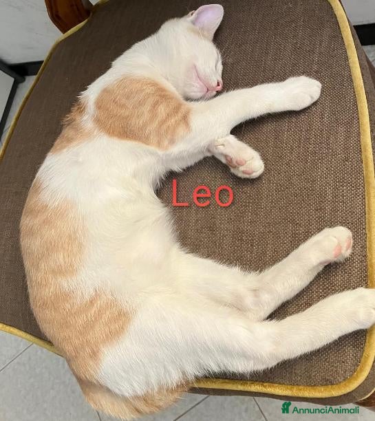 Meticcio gatti Leo, un bellissimo cucciolo  - Annuncio 8