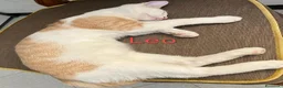 Meticcio gatti in regalo: Leo, un bellissimo cucciolo  - Annuncio 1