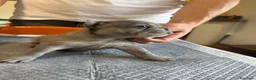 Bulldog Francese cani in vendita: bulldog francese bulldog animali  - Annuncio 1