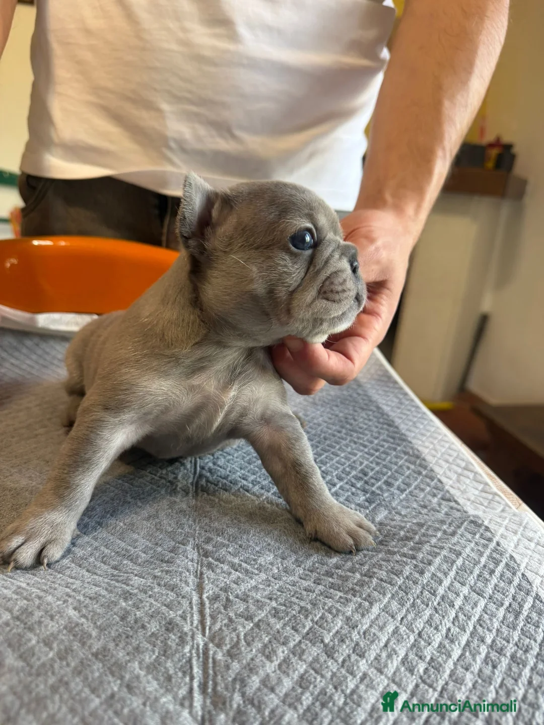 Bulldog Francese cani in vendita: bulldog francese bulldog animali  - Annuncio 1