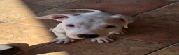 Meticcio cani in regalo: Cucciolo simil pitbull o dogo  a Provincia di Monza e della Brianza - Annuncio 6