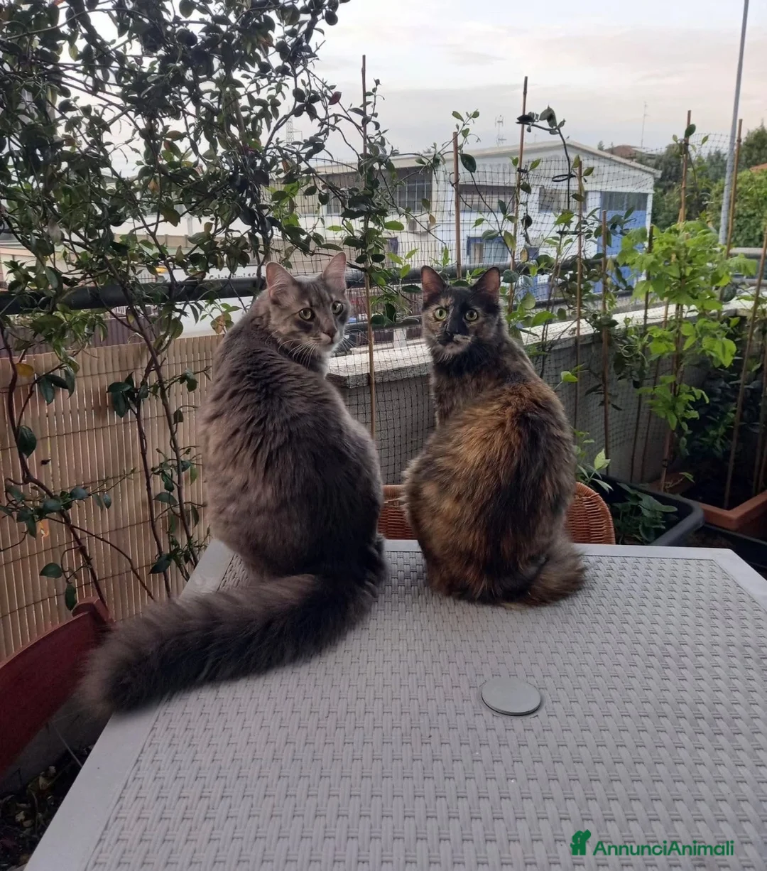Europeo gatti in regalo: Bobo e Yuma meravigliosi mici a pelo semilungo - Annuncio 2