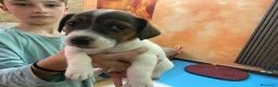 Jack Russell cani in vendita: Cuccioli jack russel  - Annuncio 17