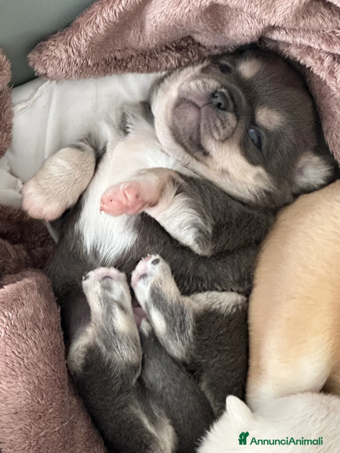 Chihuahua cani in vendita: cuccioli chihuahua - Annuncio 1