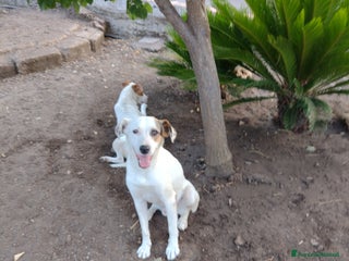 Meticcio cani Ciao a tutti da Robin (Catania) - Annuncio 24